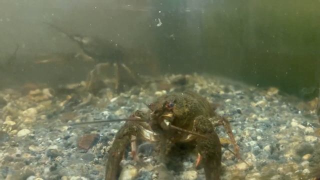 Узкопалый речной рак (Astacus leptpdactylus). Где зимуют раки? смотреть онлайн