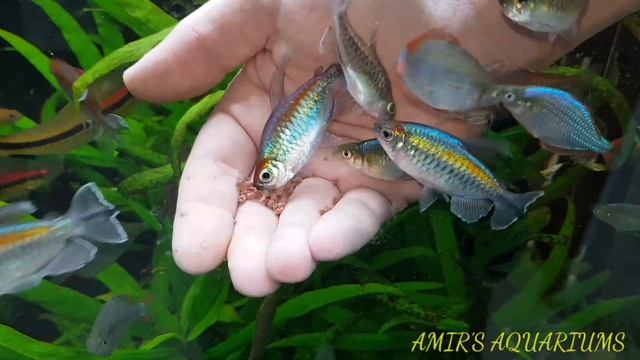 Hand feeding - congo tetra смотреть онлайн