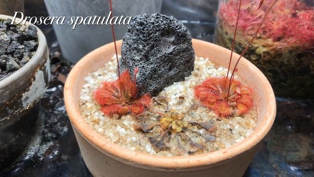 Let's Feed The SUNDEWs Milk! || Drosera Spatulata || Capensis || Time Lapse || Carnivorous Plants |