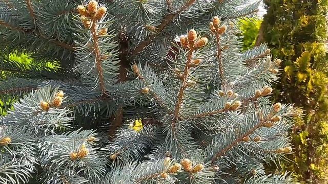 Цветут шиловидные флоксы, обриета, камнеломки и т.д. Прогулка по саду. смотреть онлайн