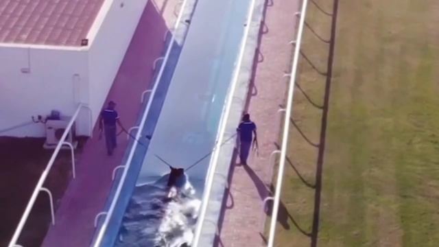 Купание лошадей в бассейне смотреть онлайн