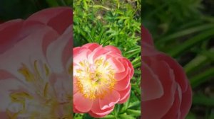Paeonia Coral Beach