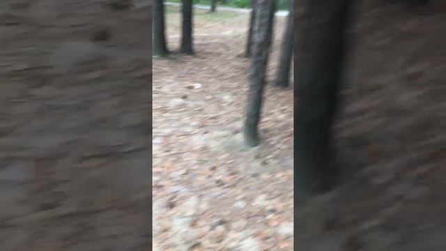 ЛДПР Сургутского района требует от главы Барсово содержать общественные места . смотреть онлайн