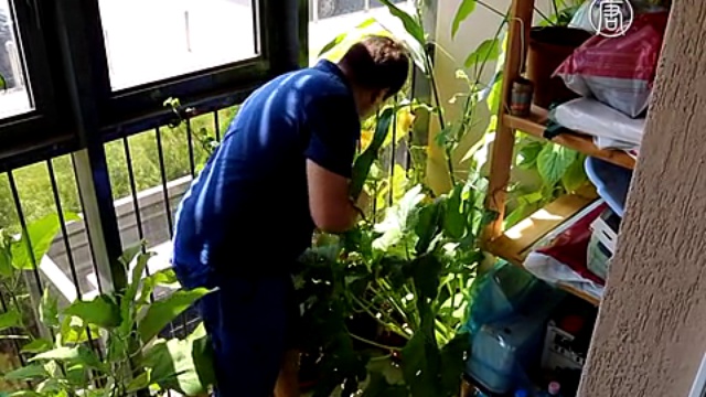 Москвич устроил дачу на своем балконе смотреть онлайн