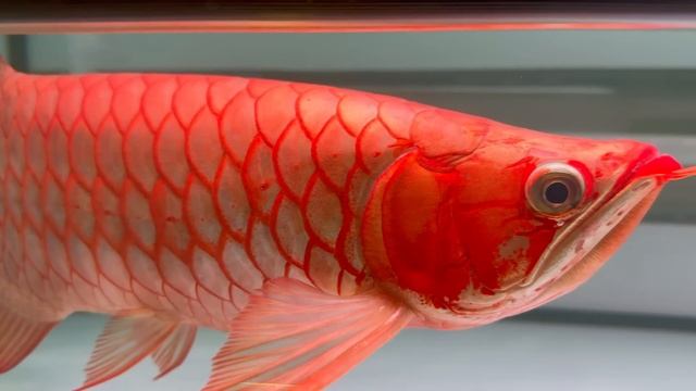 TERBUNGKAM !!! KOLEKSI IKAN PREDATOR CAPAI MILIARAN - IKAN MEWAH, UNIK DAN GANAS ADA SEMUA !!! смотреть онлайн
