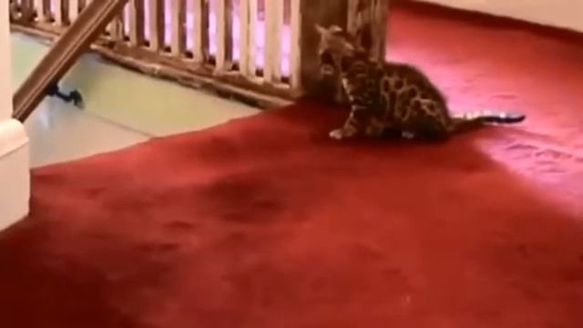Бенгальская кошка мама играет с котенком смотреть онлайн