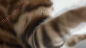 Реклама Perfect Fit 2015 - Перфект Фит - "1000 Мышей" Кот Боярского