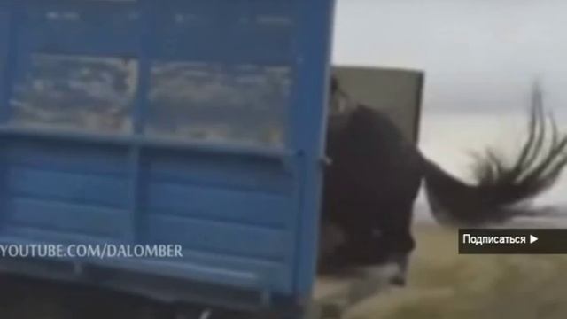 Коня дядька правильно в ГАЗон погрузил смотреть онлайн