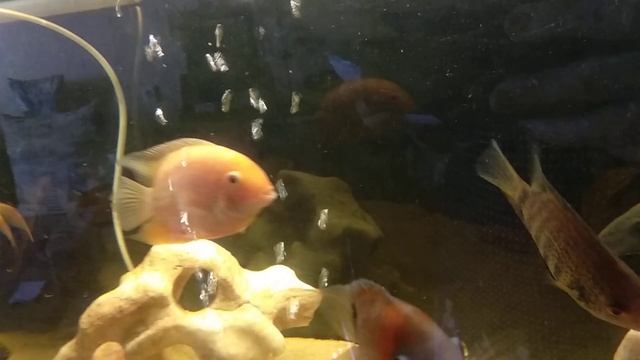 Целебная водичка из аквариума. смотреть онлайн