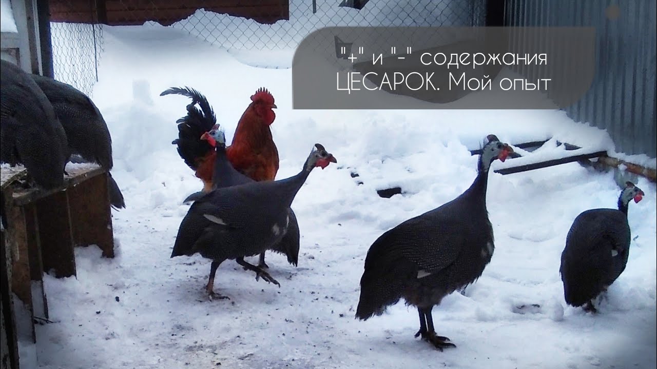 #ЦЕСАРКИ Стоит ли заводить цесарок_ Мой опыт содержания. Плюсы и минусы разведения смотреть онлайн