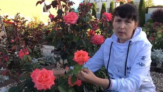 Роза Фольклор. смотреть онлайн