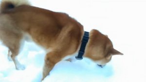 Сиба - ину выполняет команды / ВЛОГ / Очередная прогулка / Рикардо продакшн