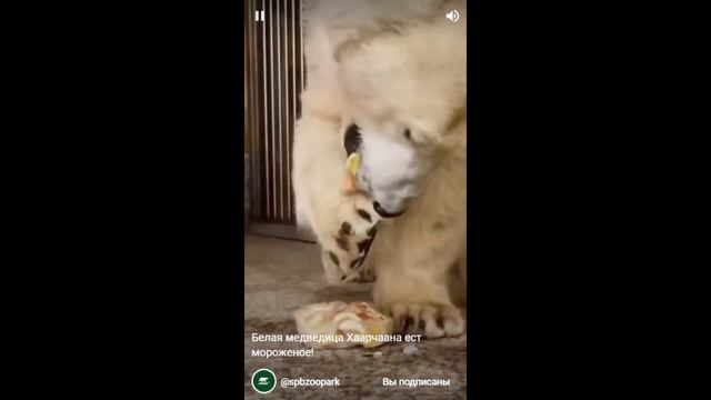 Хаарчаана ест мороженое....Khaarchaana eats ice cream.... Video of the Leningrad Zoo смотреть онлайн