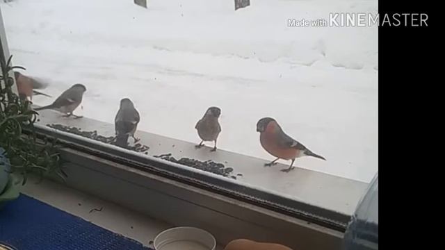 ШОК!!!нашествие снегирей на подоконник смотреть онлайн