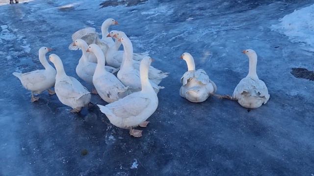 бедные гуси. страшно смотреть... смотреть онлайн