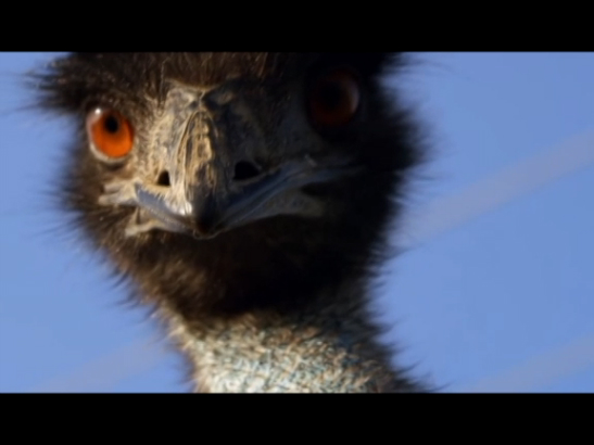 Attenborough's Big Birds смотреть онлайн