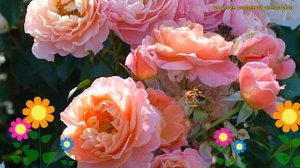 Роза флорибунда марИ кюрИ. Краткий обзор, описание характеристик, где купить саженцы Marie Curie