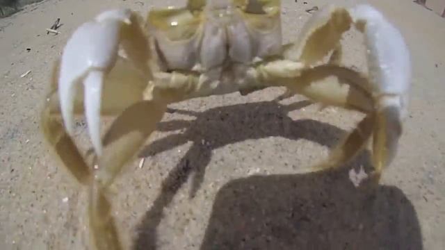 Benny Hill Sand Crabs - HD смотреть онлайн