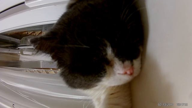 Храпящий кот. cat snores, Cat russare, 貓打呼嚕 смотреть онлайн