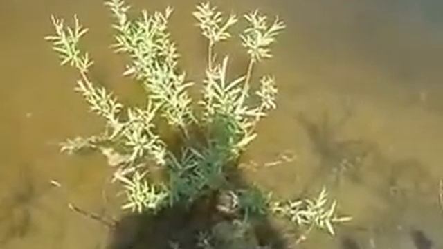 Пруд в родовом поместье