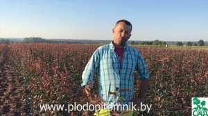 Саженцы яблонь. Как правильно купить саженцы яблони в сад? Сорта яблонь на продажу