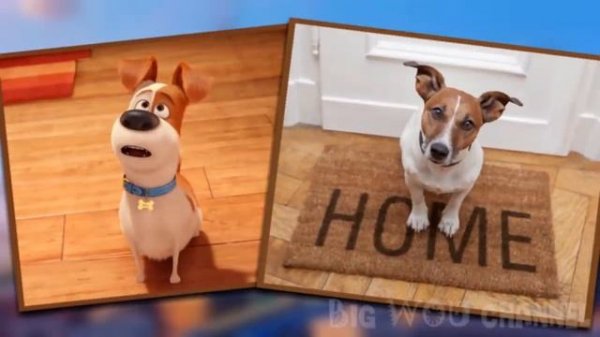 The Secret Life Of Pets 2 IN REAL LIFE!!!