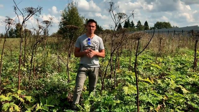 Как избавиться от борщевика НАВСЕГДА? | Борьба с борщевиком: личный опыт на 12 Га