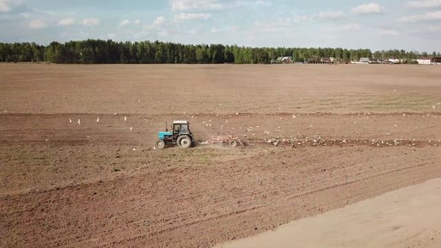Трактор пашет поле в компании чаек. Видео с дрона. смотреть онлайн