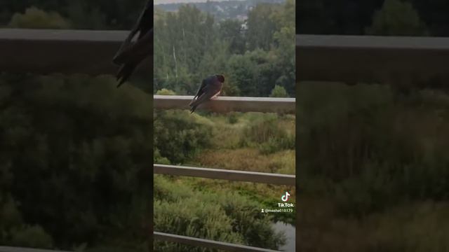 вот такое чудо теперь прилетает каждый год смотреть онлайн