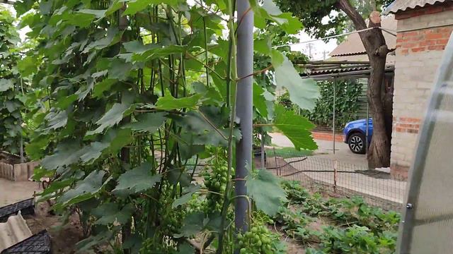 Мой виноградник. 13.07.2022 смотреть онлайн
