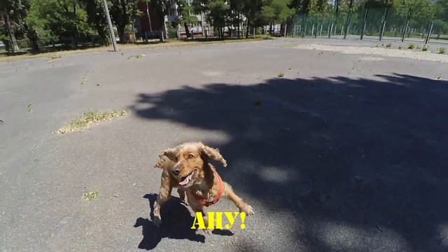 Сёма застрял в заборе . Английский кокер спаниель смотреть онлайн