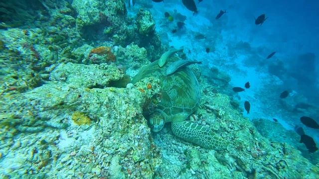 Maldives I Мальдивы 2023 смотреть онлайн