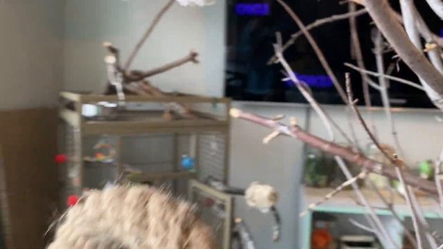 DIY Cheap Bird Tree Stand + Bird Room tour смотреть онлайн