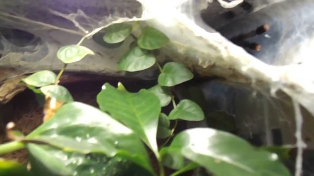 Natural Enclosure Of Avicularia Velutina