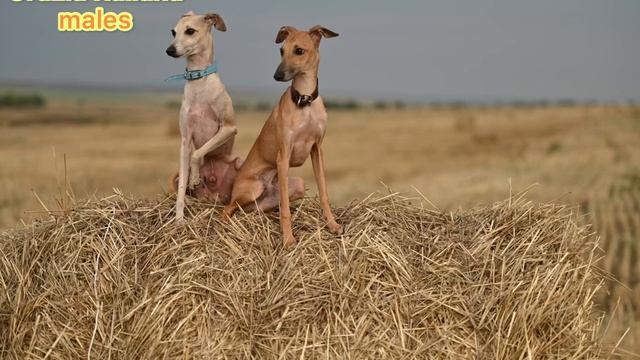 Питомник левреток . Такой разный изабелловый окрас. Два прекрасных кобеля?? смотреть онлайн