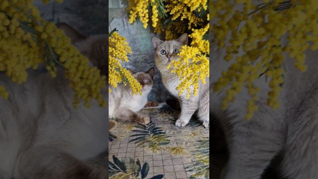 британская кошка