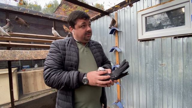 Бакинские голуби на 2022 год смотреть онлайн