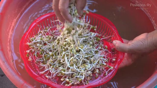 Как быстро и правильно прорастить фасоль в домашних условиях за 3 день смотреть онлайн