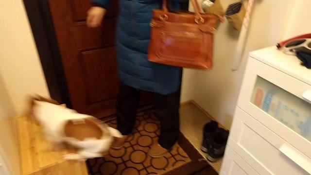 Собака радуется смотреть онлайн