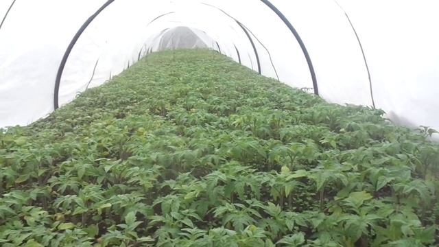 ТОМАТЫ В ТОННЕЛЯХ ЧЕРЕЗ 2 НЕДЕЛИ ПОСЛЕ ВЫСАДКИ. Ольга Чернова.