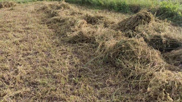 Люцерна Выращивание люцерны Плюсы и минусы выращивания люцерны на сено Сельская Жизнь смотреть онлайн