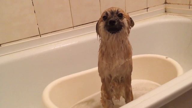 Купание шпица)) смотреть онлайн