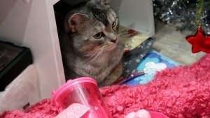 ПОДАРКИ ЗВЕРОДЕТЯМ ПОД ЁЛКОЙ