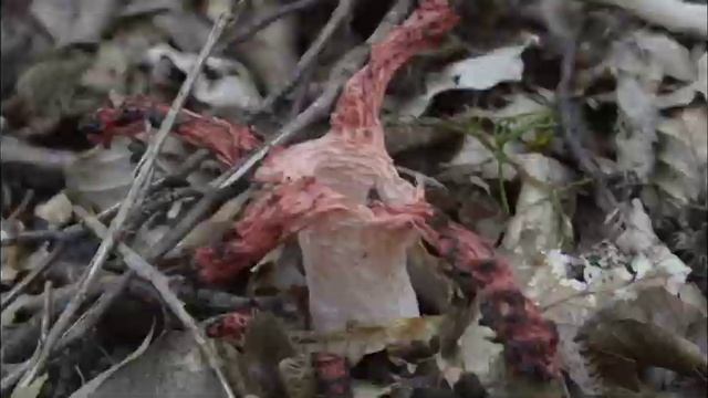 Ukuphambana's Octopus Stinkhorn with remixed time lapse video смотреть онлайн