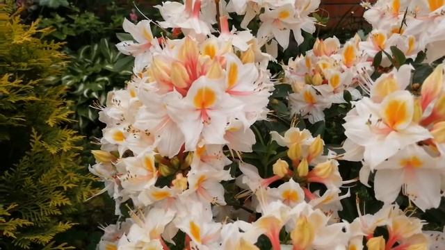 Рододендрон жёлтый Арима Rhododendron lutea Arima смотреть онлайн