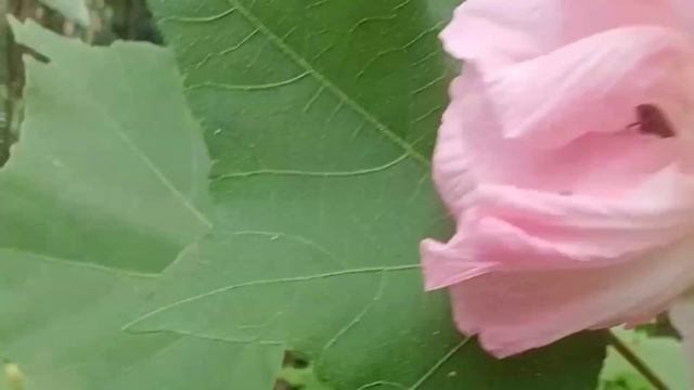 Magic rose , change rose , land lotus , hibiscus mutabilis , Dixie rosemallow, confederate rose смотреть онлайн