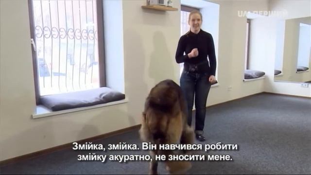 Кто в доме хозяин - Трюковая дрессировка смотреть онлайн