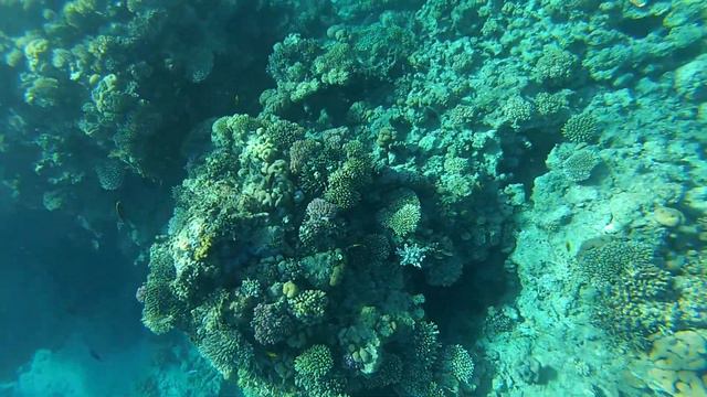 Люди и рыбы. Риф отеля Concorde El Salam. Red sea смотреть онлайн