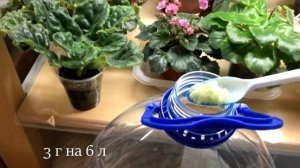 ЭТО ЛУЧШЕЕ УДОБРЕНИЕ для ФИАЛОК!