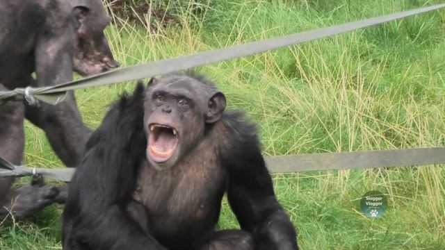 Chimp Gets Injured As Loud Fight Breaks Out смотреть онлайн